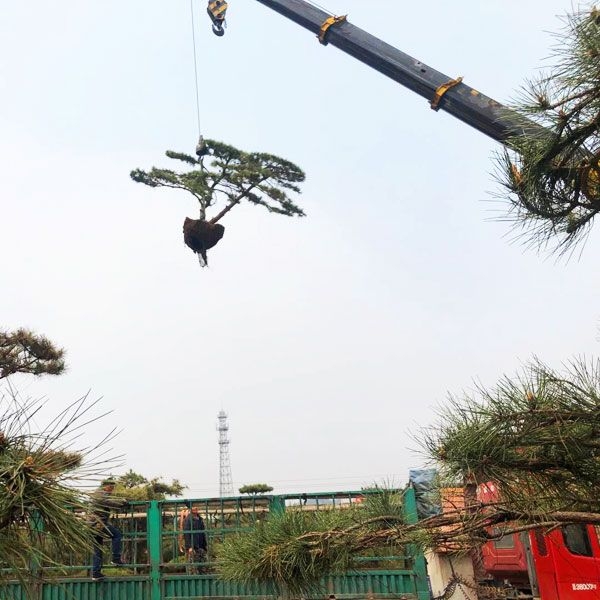 發(fā)貨現(xiàn)場(chǎng)